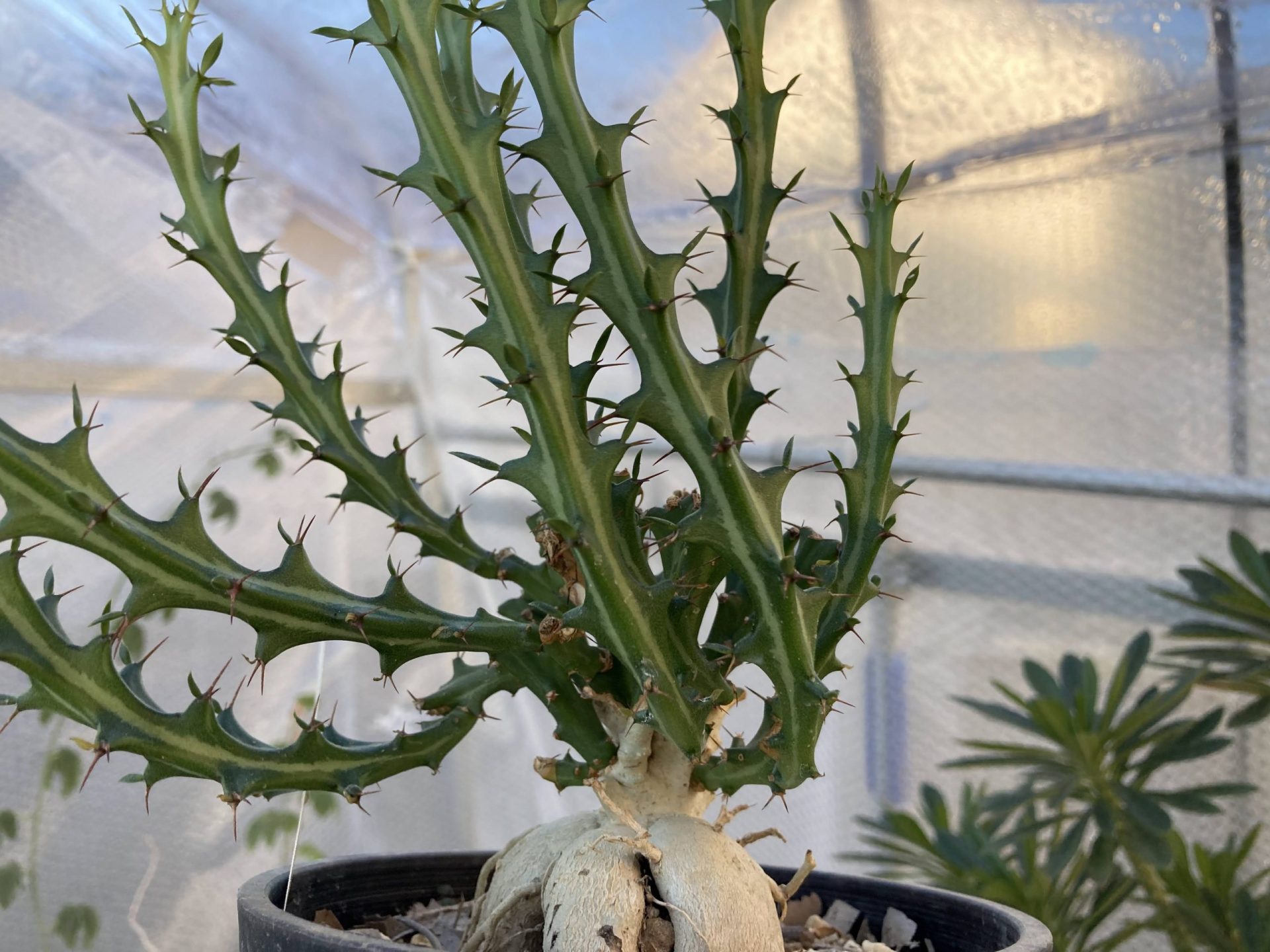 ユーフォルビア・クンチーの挿し木に挑戦だ🙂 | ononomichi